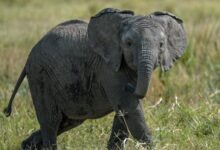 black elephant standing on grass