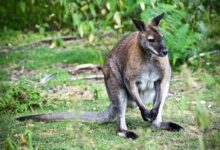 brown kangaroo on grass