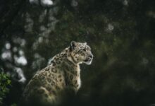 leopard looking at the right