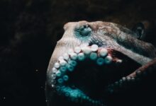 close-up photo of brown octopus