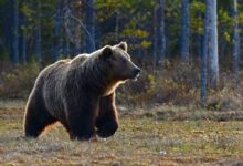 brown bear walking near trees