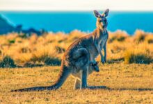 kangaroo with joey on grass field during day