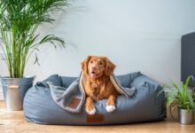 brown short coated dog on gray couch