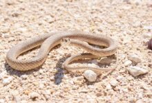 brown snake