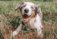 white and brown long coated dog lying on green grass during daytime