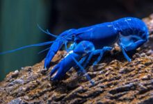 blue lobster on rock