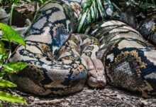 brown and black snake on ground