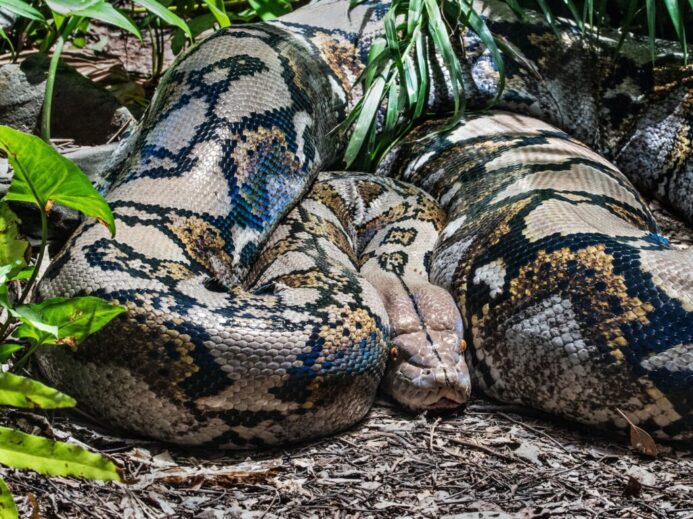 brown and black snake on ground