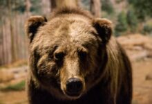 brown bear
