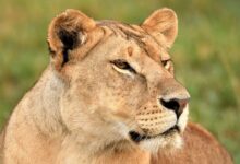 brown lioness on green grass during daytime