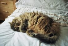 brown tabby cat lying on bed