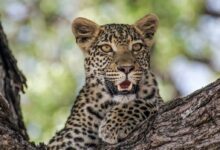 leopard on brown tree branch during daytime