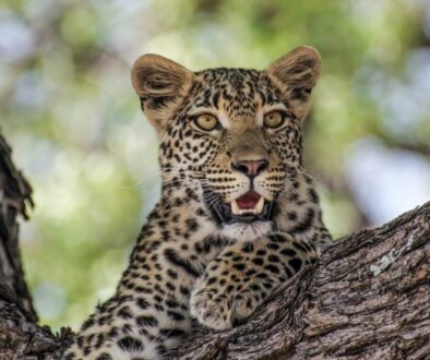 leopard on brown tree branch during daytime