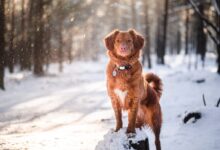 brown short coated dog on snow covered ground during daytime