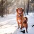 brown short coated dog on snow covered ground during daytime