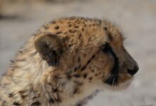 shallow focus photography of cheetah lying on ground