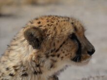 shallow focus photography of cheetah lying on ground