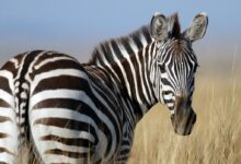 zebra standing on wheat field