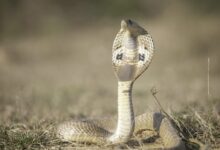 White Snake on Brown Soil