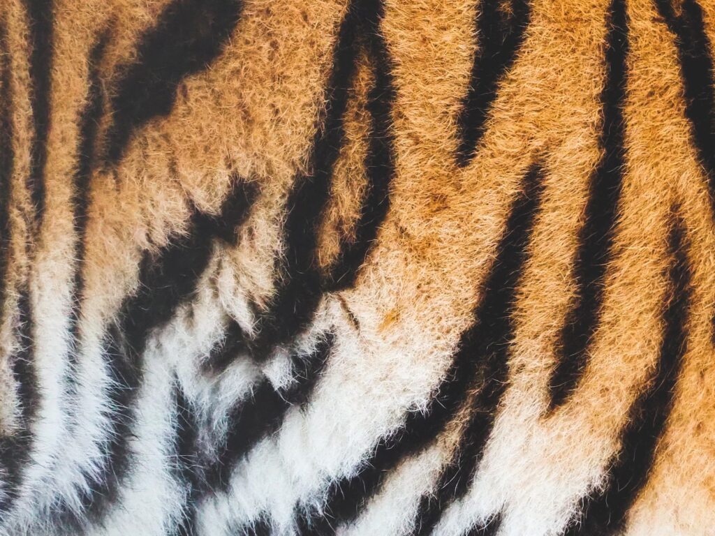 close view of tiger skin