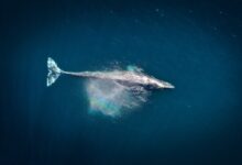 aerial photography of big fish during daytime