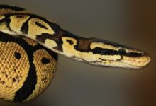 sipa