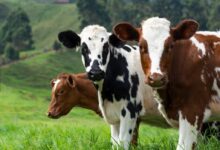 brown and white cow on green grass field during daytime