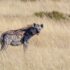 selective focus photography of hyena standing on brown grass during daytime