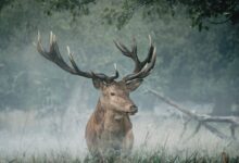 brown deer on green grass during daytime