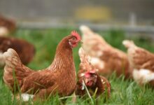 brown hen on green grass during daytime
