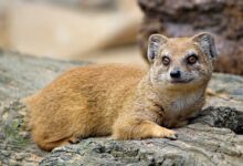 brown wild mammal lying on tree trunk