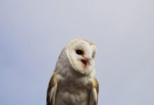 white and brown owl