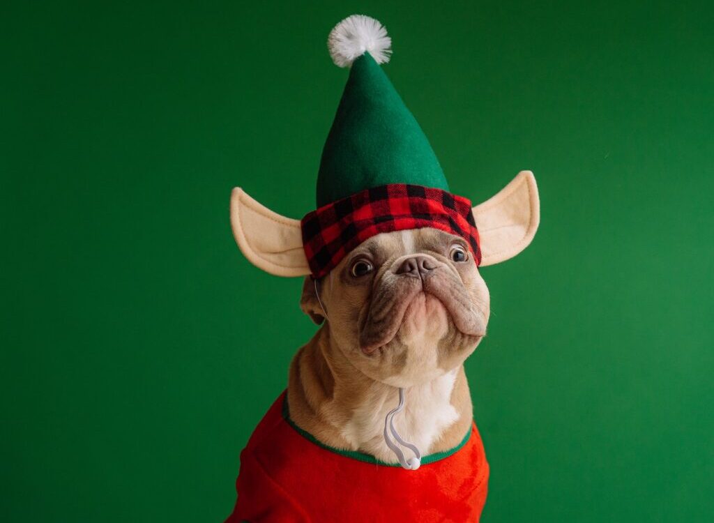 brown pug wearing santa hat