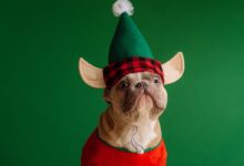 brown pug wearing santa hat