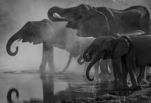 grayscale photo of elephants drinking water