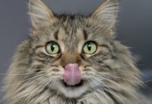 adult brown cat