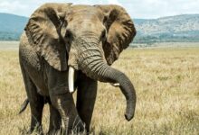 gray elephant on brown grass field