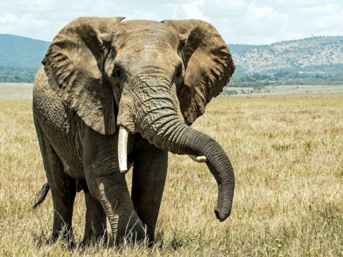 gray elephant on brown grass field