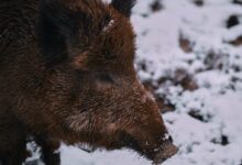brown animal on snow covered ground during daytime