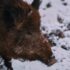 brown animal on snow covered ground during daytime