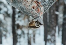 brown bird hanging on grey metal screen