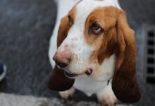 basset hound on pavement
