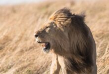 shallow focus photography of lion at the wildlife
