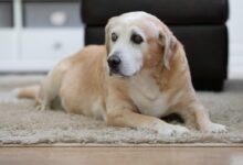 yellow labrador retriever lying on floor