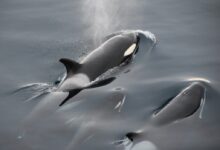 black and white whale in water