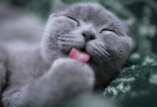 cat licking its paw