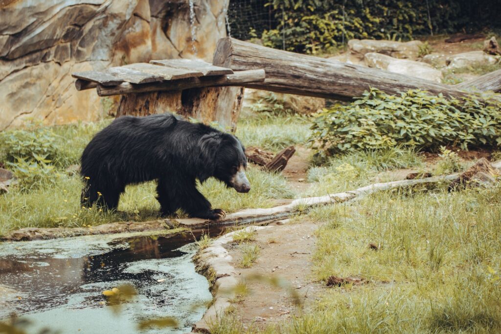 black and white bear on river during daytime