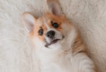 white and brown long coated dog lying on white textile