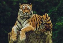 tiger on wood slab