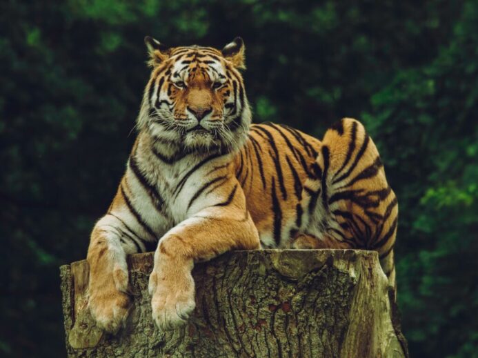 tiger on wood slab